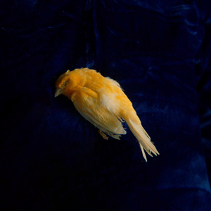 日韩国产天猫扑虎影视视频
